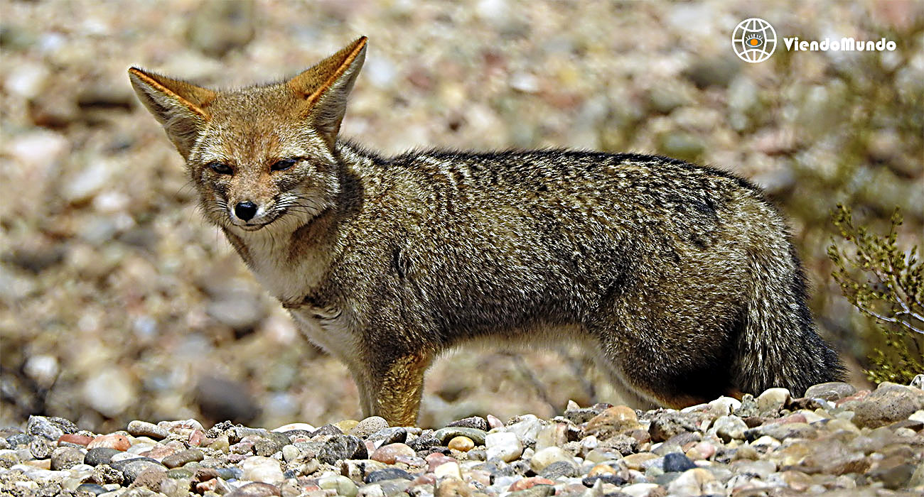 FAUNA DE ARGENTINA. Animales avistados por ViendoMundo FAUNA DE ARGENTINA. Animales avistados por ViendoMundo