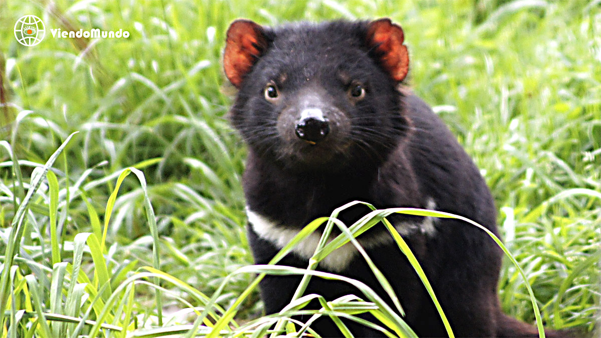 FAUNA DE AUSTRALIA. Animales avistados por ViendoMundo