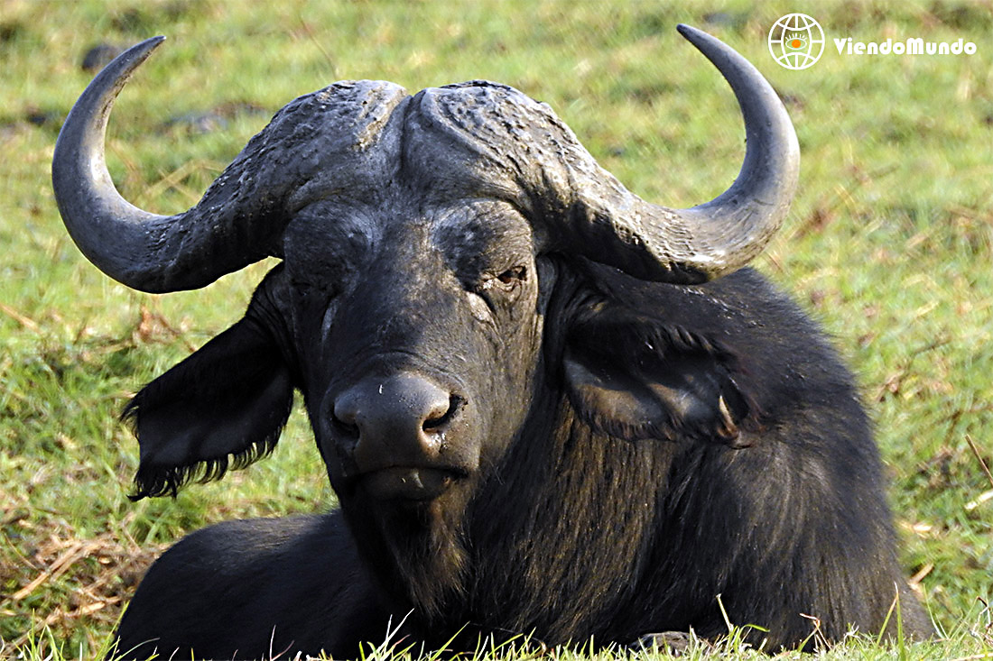 FAUNA DE BOTSUANA. Animales avistados por ViendoMundo