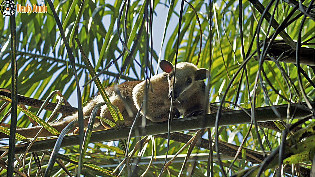 FAUNA DE BRASIL. Animales avistados por ViendoMundo por ViendoMundo FAUNA DE BRASIL. Animales avistados por ViendoMundo