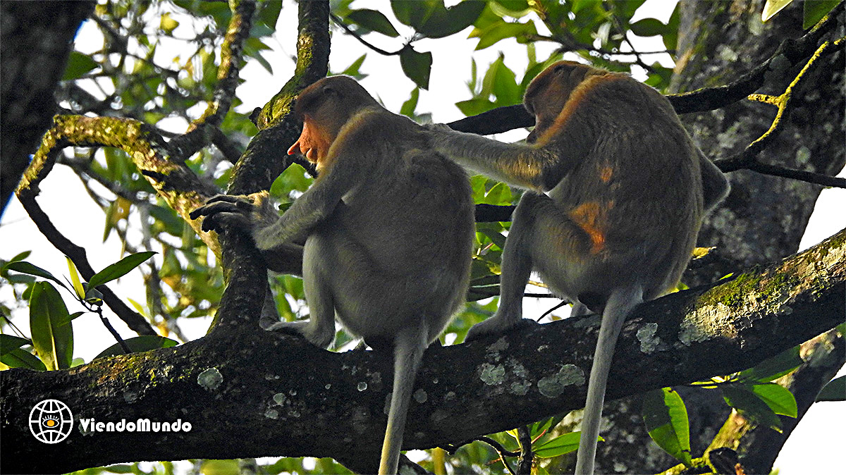 FAUNA DE BRUNEI. Animales avistados por ViendoMundo