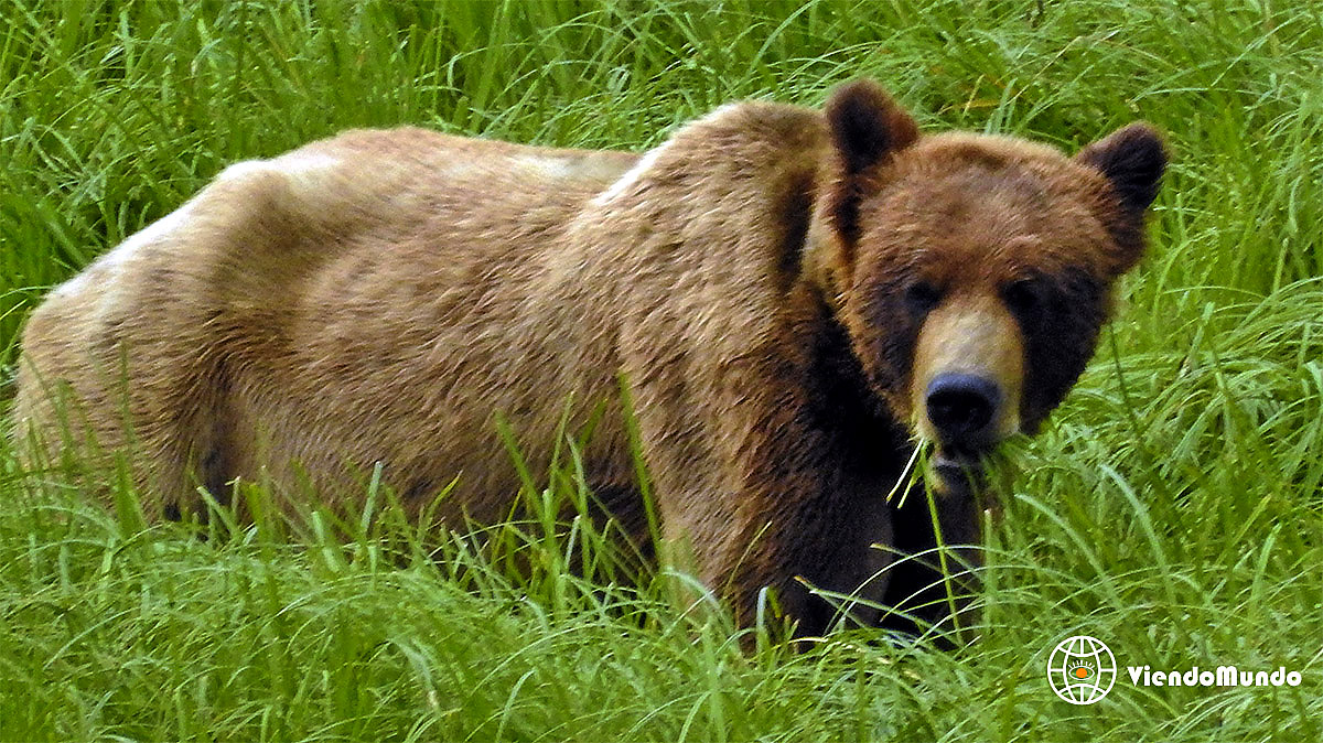 FAUNA DE CANAD. Animales avistados por ViendoMundo