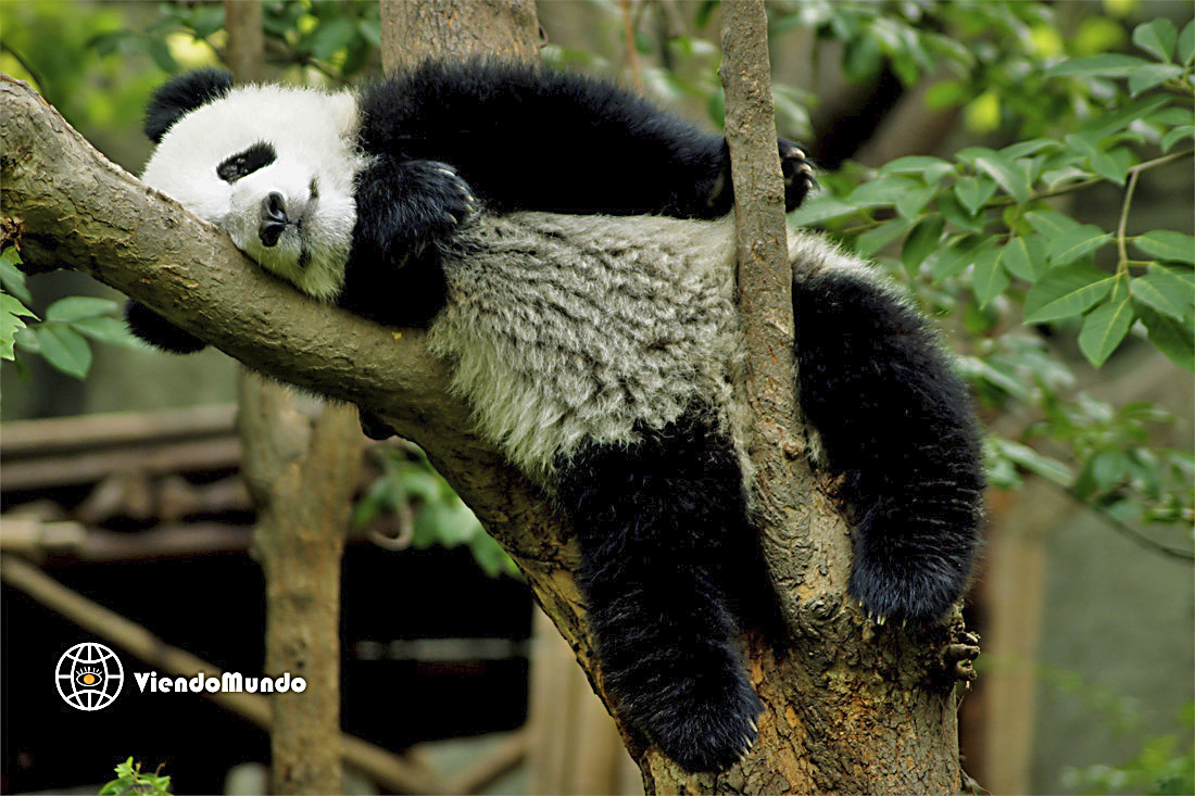 FAUNA DE CHINA. Animales avistados por ViendoMundo por ViendoMundo FAUNA DE CHINA. Animales avistados por ViendoMundo
