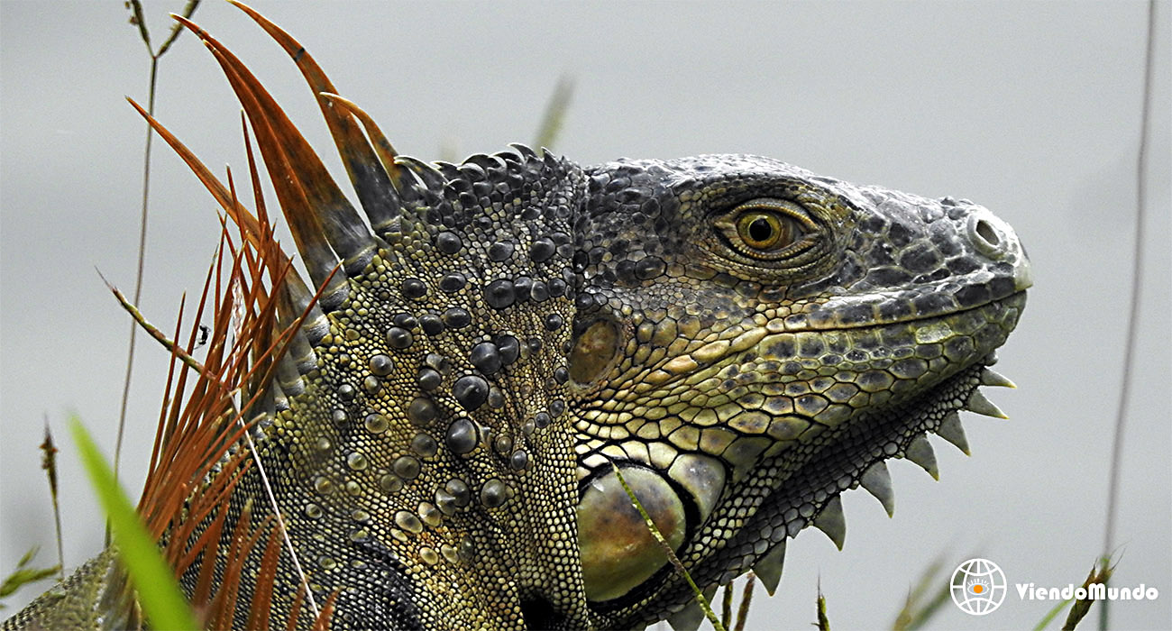 FAUNA DE COSTA RICA. Animales avistados por ViendoMundo por ViendoMundo FAUNA DE COSTA RICA. Animales avistados por ViendoMundo