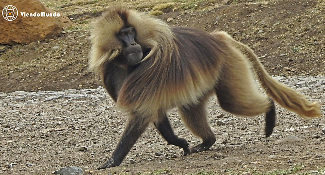 FAUNA DE ETIOPÍA. Animales avistados por ViendoMundo FAUNA DE ETIOPÍA. Animales avistados por ViendoMundo