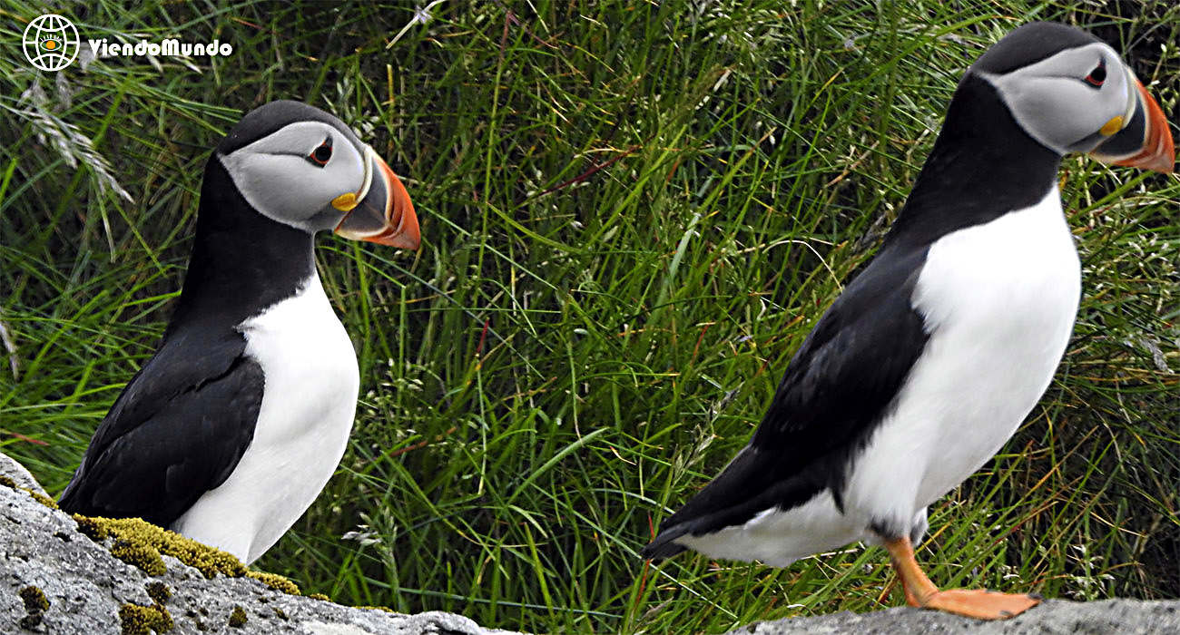 FAUNA DE LAS ISLAS FEROE. Animales avistados por ViendoMundo