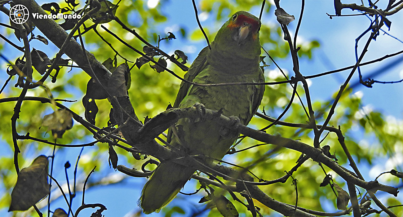 FAUNA DE GUATEMALA. Animales avistados por ViendoMundo FAUNA DE GUATEMALA. Animales avistados por ViendoMundo