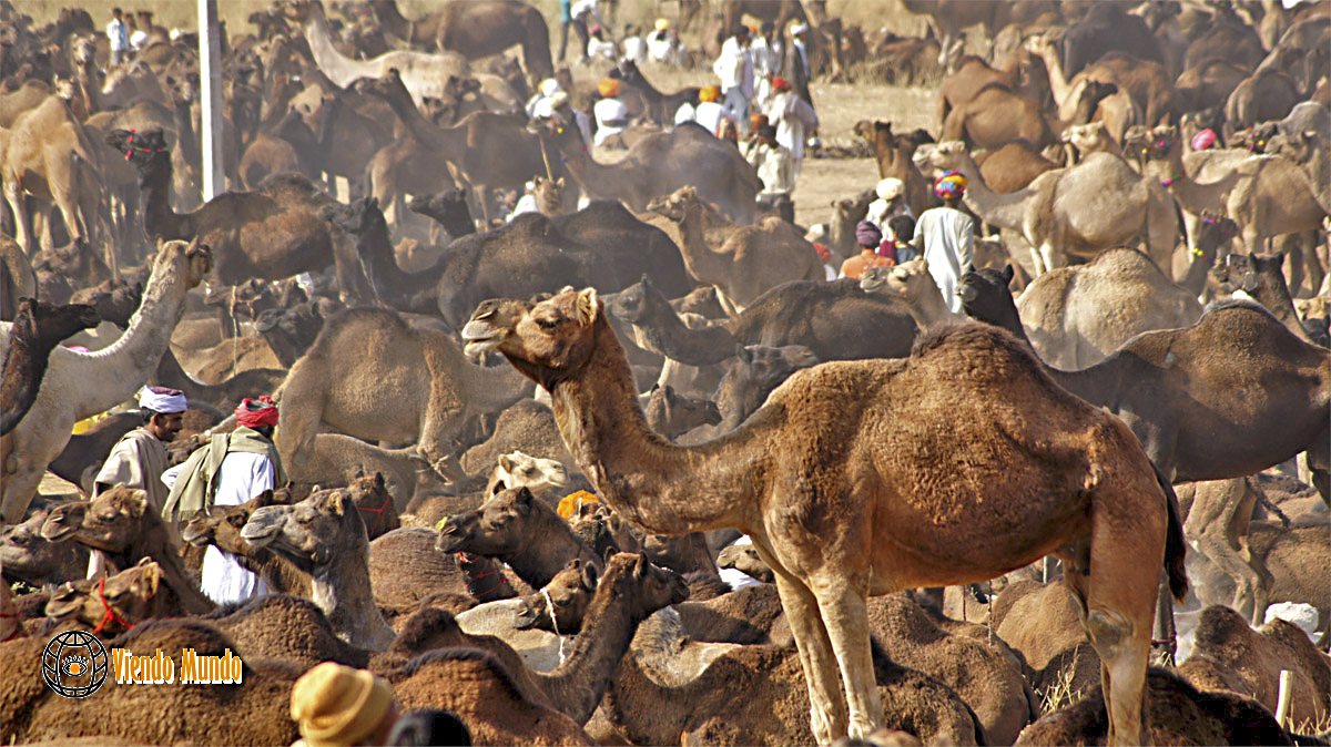 FAUNA DE INDIA. Animales avistados por ViendoMundo