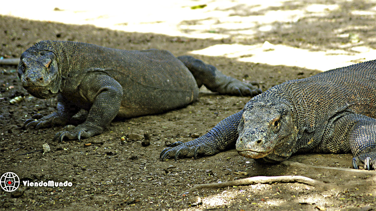 FAUNA DE INDONESIA. Animales avistados por ViendoMundo FAUNA DE INDONESIA. Animales avistados por ViendoMundo