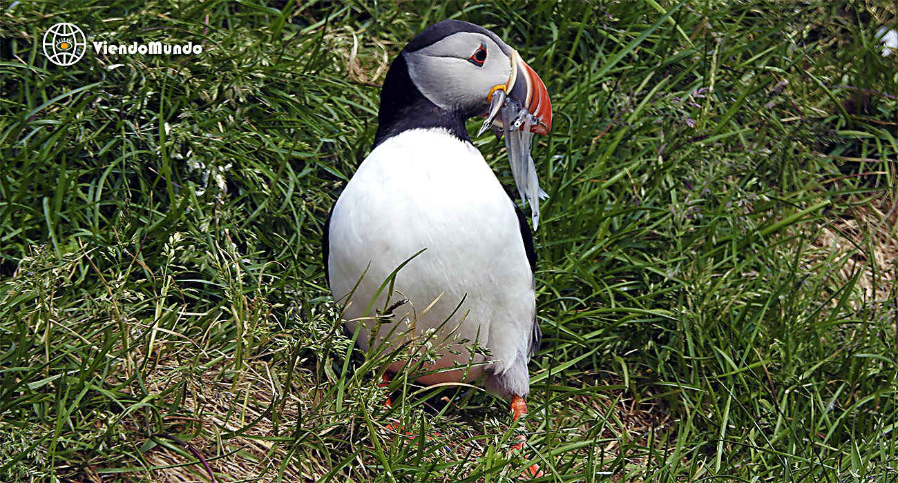 FAUNA DE ISLANDIA. Animales avistados por ViendoMundo FAUNA DE ISLANDIA. Animales avistados por ViendoMundo