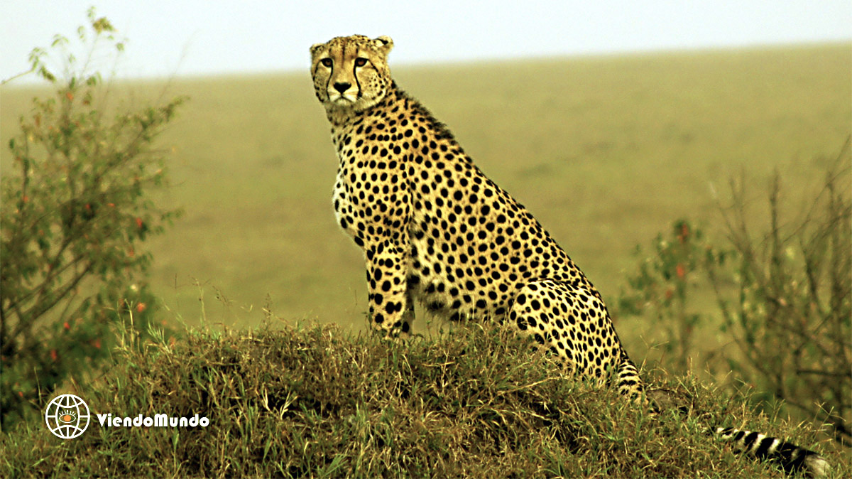 FAUNA DE KENIA. Animales avistados por ViendoMundo FAUNA DE KENIA. Animales avistados por ViendoMundo