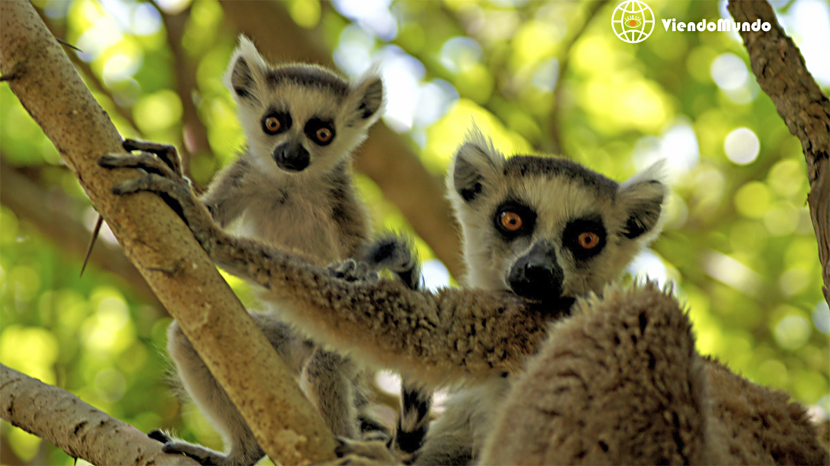 FAUNA DE MADAGASCAR. Animales avistados por ViendoMundo FAUNA DE MADAGASCAR. Animales avistados por ViendoMundo