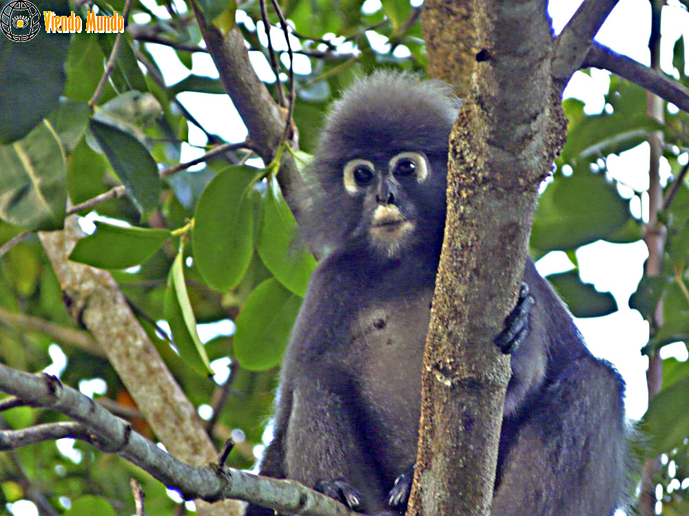 FAUNA DE MALASIA. Animales avistados por ViendoMundo FAUNA DE MALASIA. Animales avistados por ViendoMundo