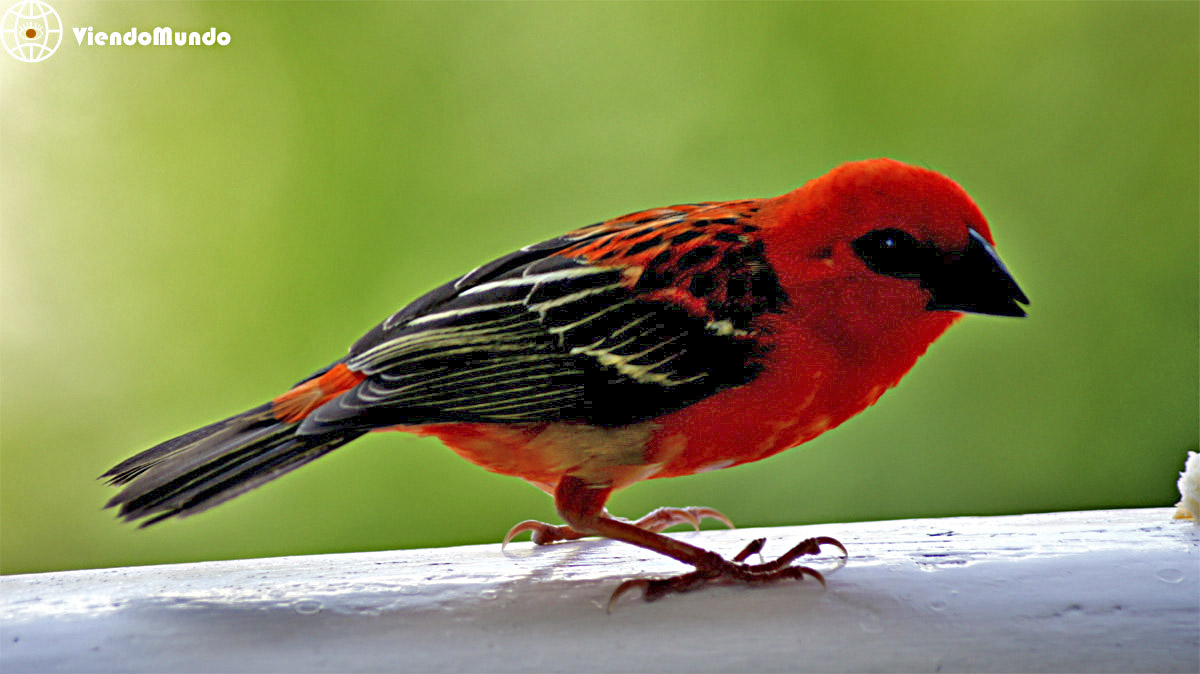FAUNA DE ISLA MAURICIO. Animales avistados por ViendoMundo FAUNA DEISLA MAURICIO. Animales avistados por ViendoMundo