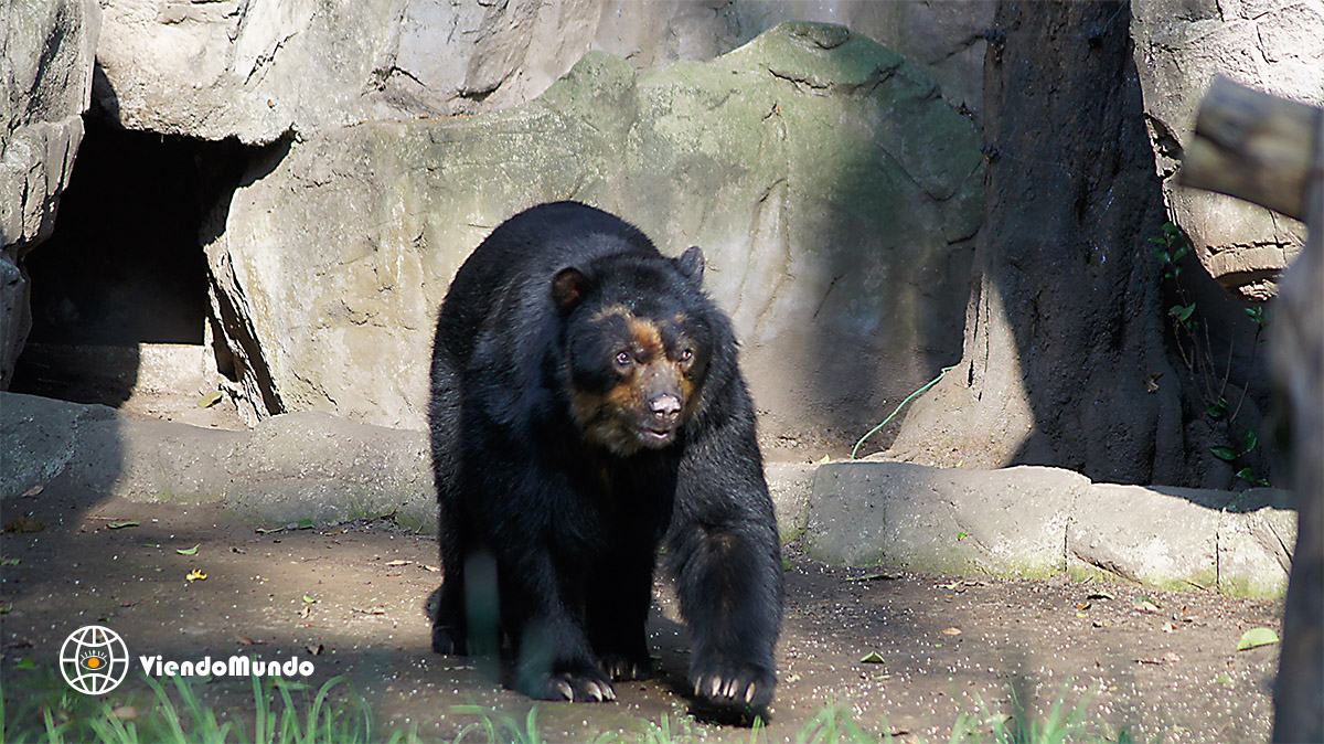 Oso negro del zoo de Chapultepec en México D.F