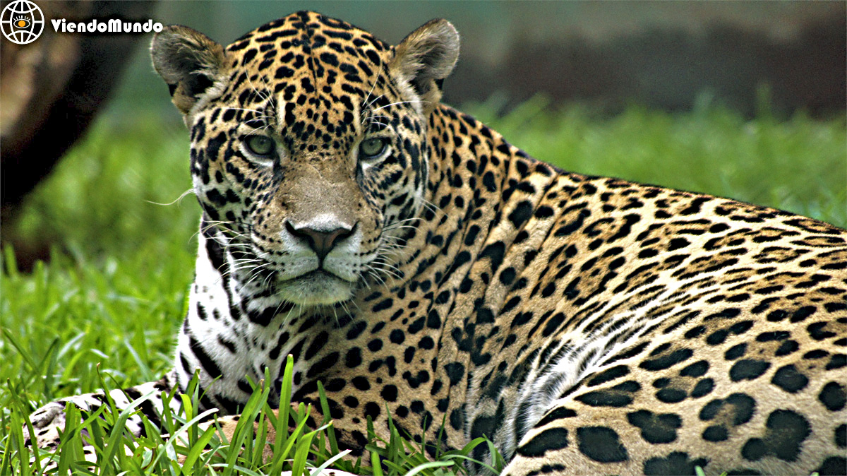 FAUNA DE MÉXICO. Animales avistados por ViendoMundo FAUNA DE MÉXICO. Animales avistados por ViendoMundo