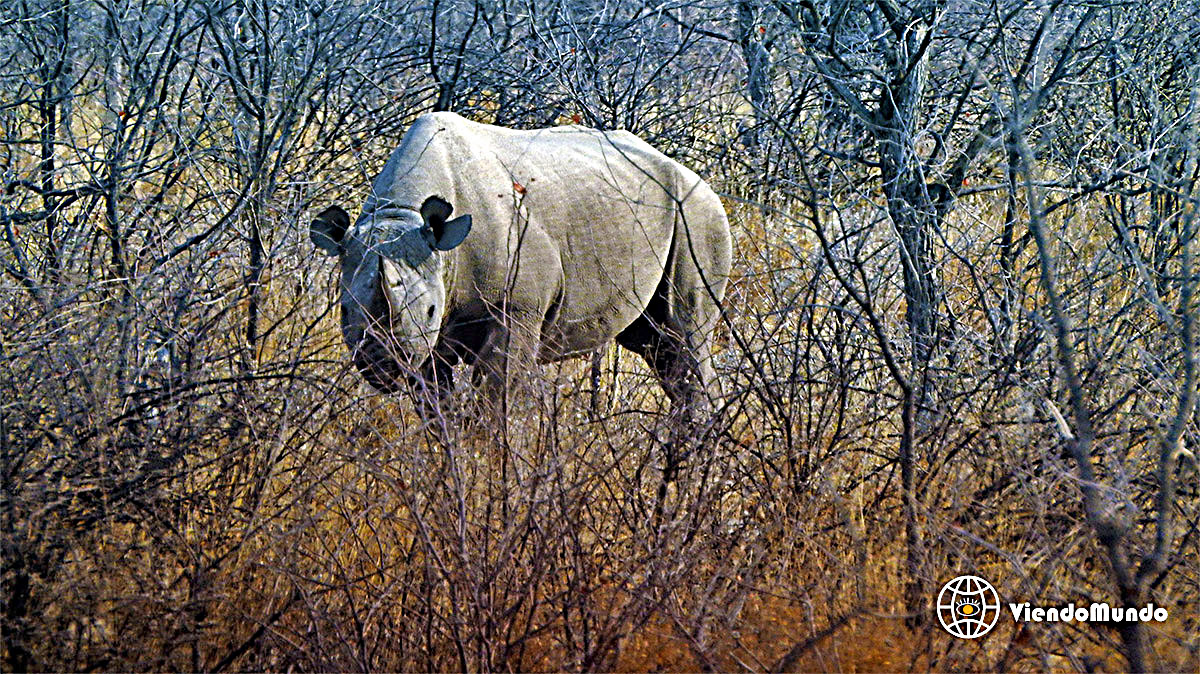 FAUNA DE NAMIBIA. Animales avistados por ViendoMundo FAUNA DE NAMIBIA. Animales avistados por ViendoMundo