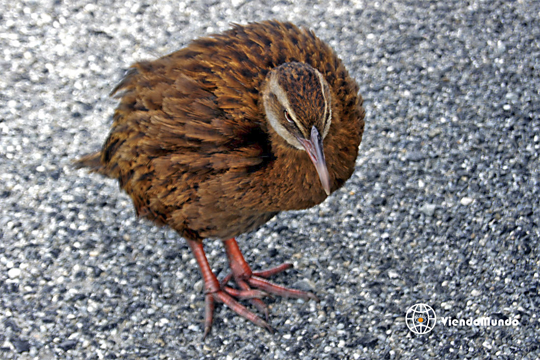 FAUNA DE NUEVA ZELANDA. Animales avistados por ViendoMundo FAUNA DE NUEVA ZELANDA. Animales avistados por ViendoMundo