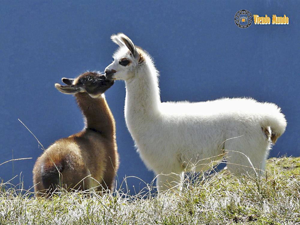 FAUNA DE PER. Animales avistados por ViendoMundo