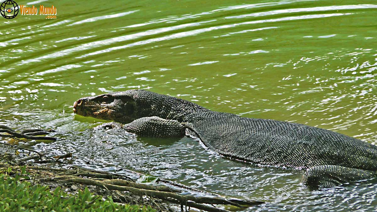FAUNA DE TAILANDIA. Animales avistados por ViendoMundo
