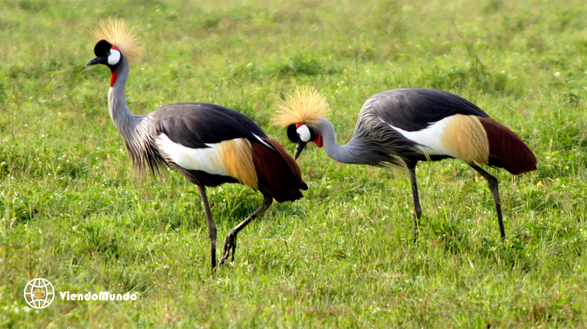 Pulsar para acceder a las maravillas naturales de Tanzania Maravillas de la naturaleza
