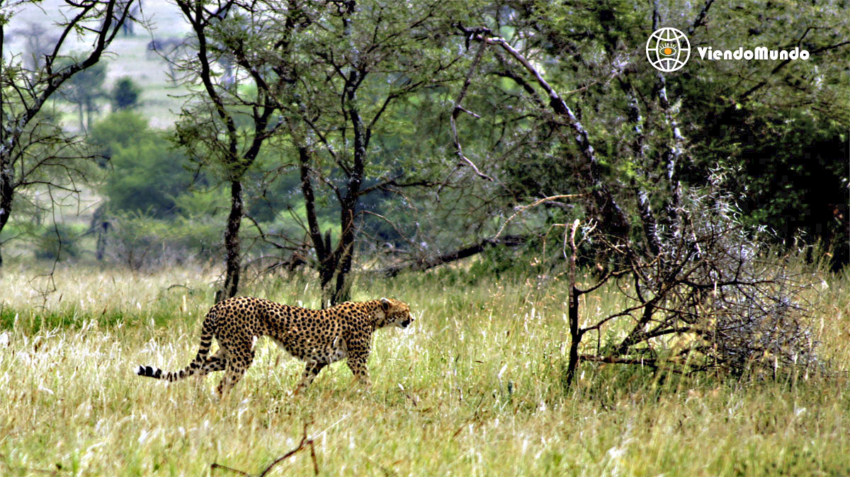 FAUNA DE TANZANIA. Animales avistados por ViendoMundo FAUNA DE TANZANIA. Animales avistados por ViendoMundo