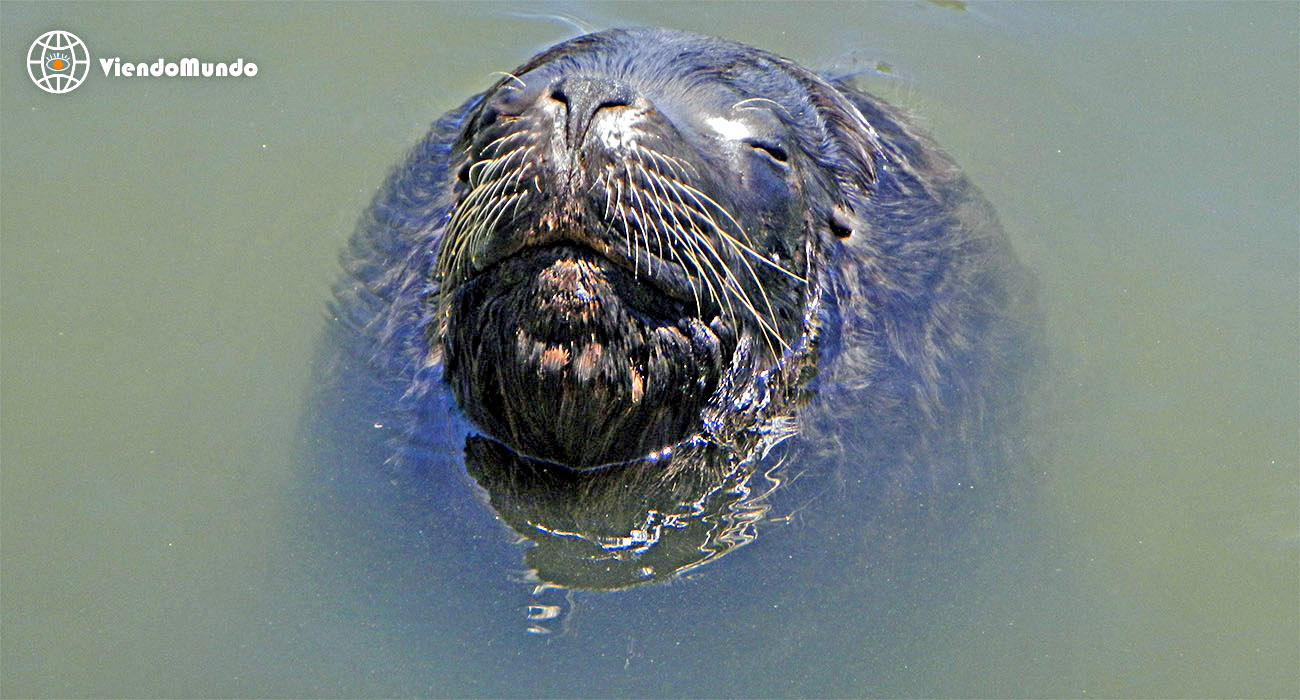 FAUNA DE URUGUAY. Animales avistados por ViendoMundo FAUNA DE URUGUAY. Animales avistados por ViendoMundo