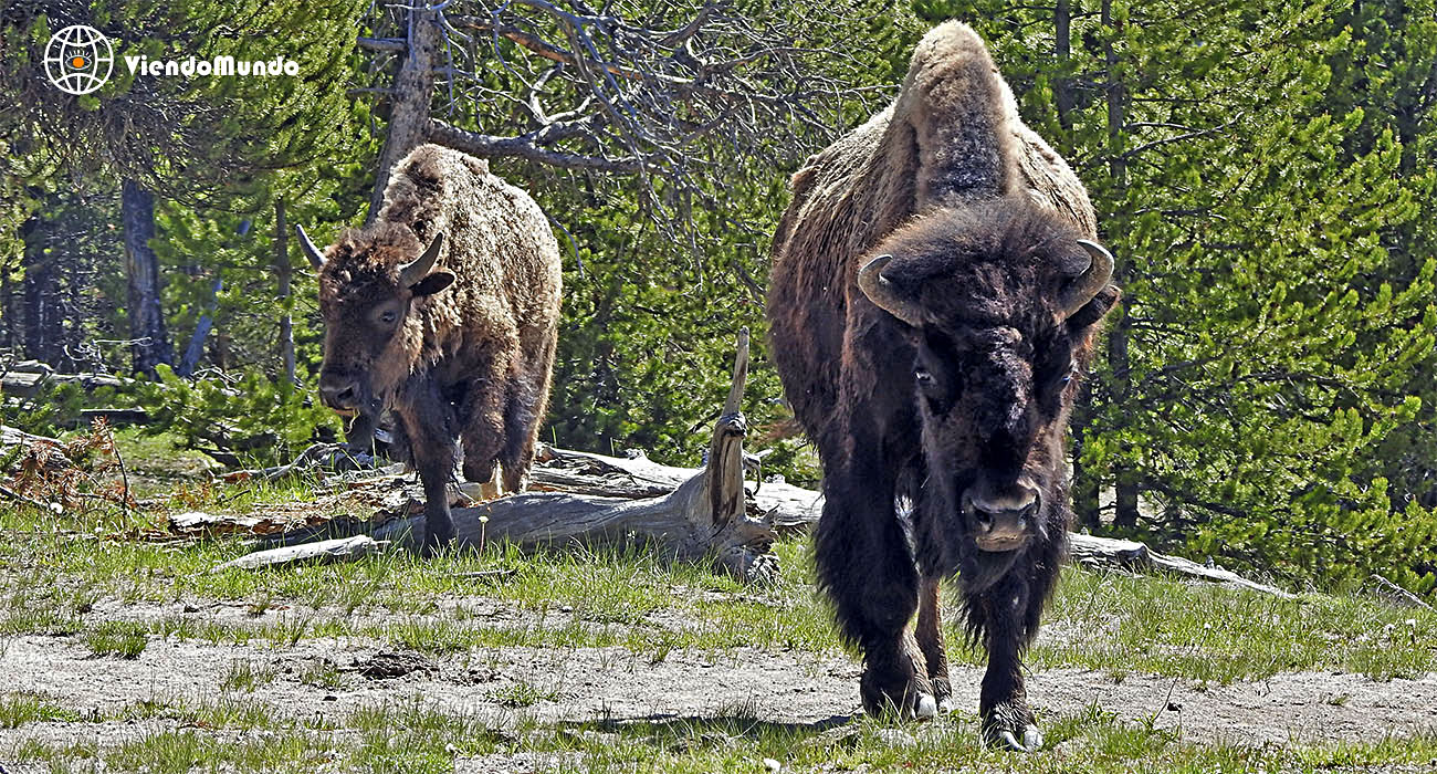 FAUNA DE ESTADOS UNIDOS. Animales avistados por ViendoMundo FAUNA DE ESTADOS UNIDOS. Animales avistados por ViendoMundo